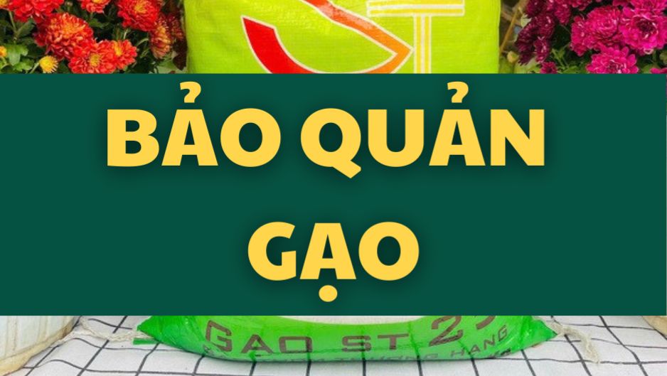 Bí Quyết Bảo Quản Gạo Không Bị Ẩm Mốc